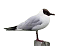 The gull sees all WIDTH=50 HEIGHT=100